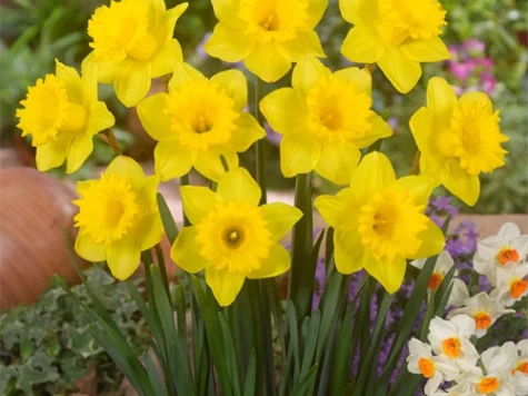 Narcissus 'Dutch Master' bulb P 12/14 - imagine 1
