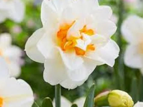 Narcissus 'Flower Drift'' bulb P 12/14 - imagine 1
