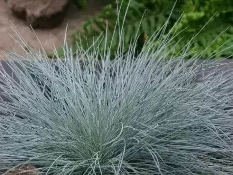 Festuca gl. 'Intense Blue' C2/P17 25/+ CM - imagine 1