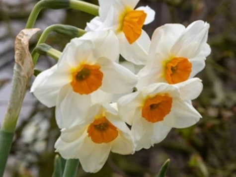 Narcissus 'Geranium' bulb P 12/14 - imagine 1