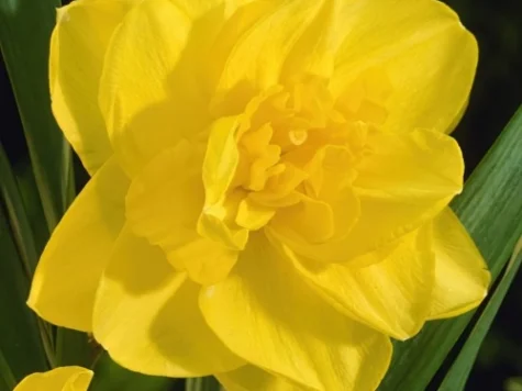 Narcissus 'Golden Ducat' bulb P 12/14 - imagine 1