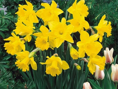 Narcissus 'Golden Harvest' bulb P 12/14 - imagine 1