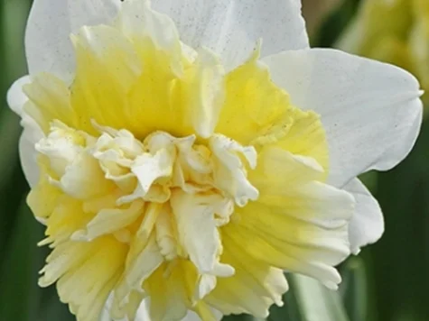 Narcissus 'Ice King' bulb P 12/14 - imagine 1