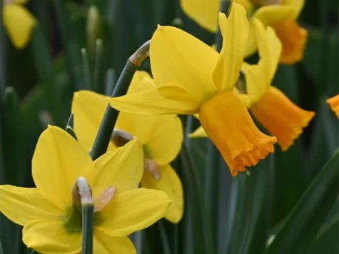 Narcissus 'Jetfire' bulb P 12/14 - imagine 1