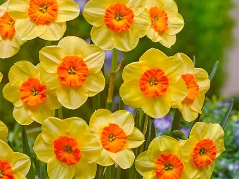 Narcissus 'Kedron' bulb P 12/14 - imagine 1