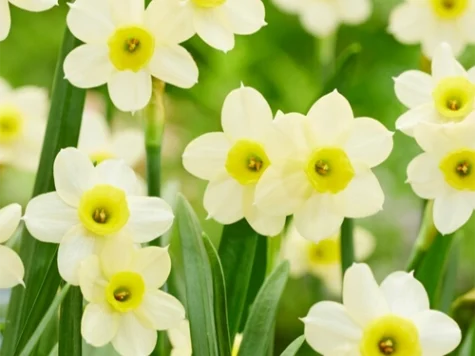 Narcissus 'Minnow' bulb P 12/14 - imagine 1