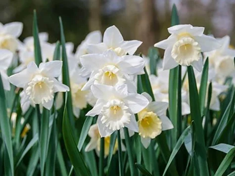 Narcissus 'Mount Hood' bulb P 12/14 - imagine 1