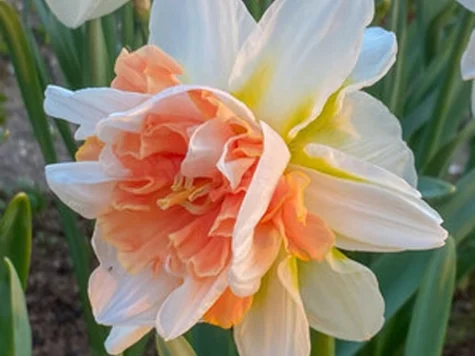 Narcissus 'My Story' bulb P 12/14 - imagine 1