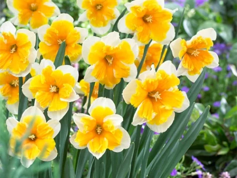 Narcissus 'Orangery' bulb P 12/14 - imagine 1