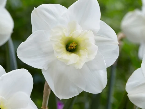 Narcissus 'Papillon Blanc' bulb P 12/14 - imagine 1