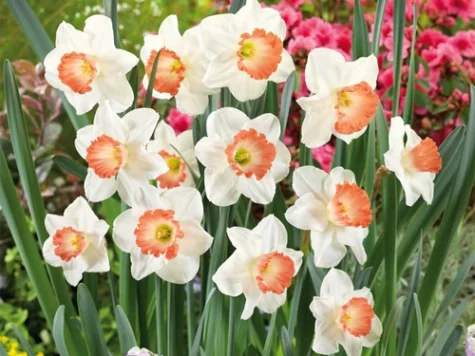 Narcissus 'Pink Charm' bulb P 12/14 - imagine 1