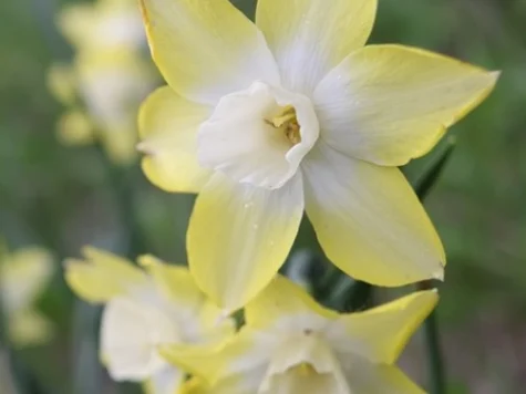 Narcissus 'Pipit' bulb P 12/14 - imagine 1