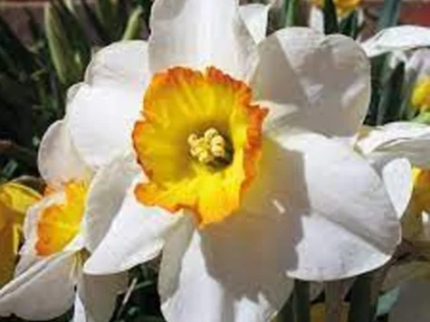 Narcissus 'Printal' bulb P 12/14 - imagine 1