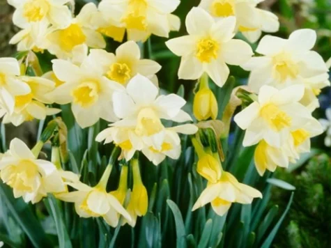 Narcissus 'Pueblo' bulb P 12/14 - imagine 1