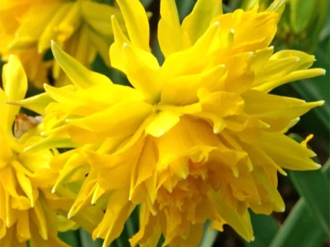 Narcissus 'Rip van Winkle' bulb P 10/12 - imagine 1