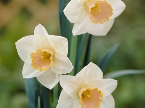 Narcissus 'Salome' bulb P 12/14 - imagine 1