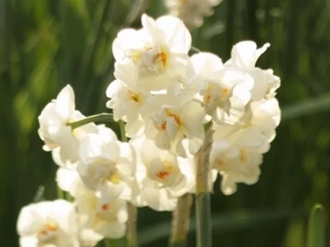 Narcissus 'Sir Winston Churchill' bulb P 12/14 - imagine 1