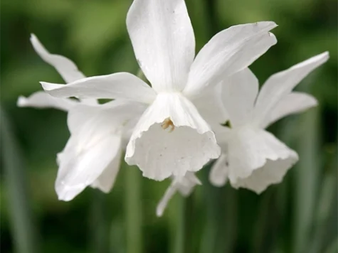 Narcissus t. 'Thalia' bulb P 12/14 - imagine 1