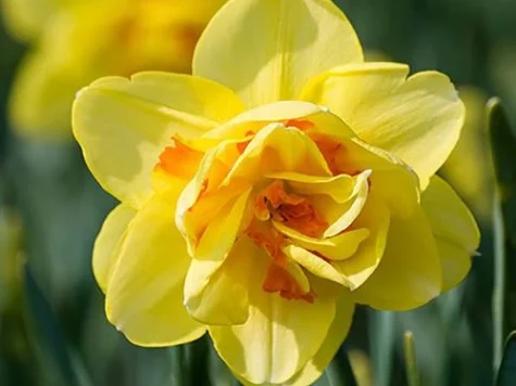 Narcissus 'Tahiti' bulb P 12/14 - imagine 1