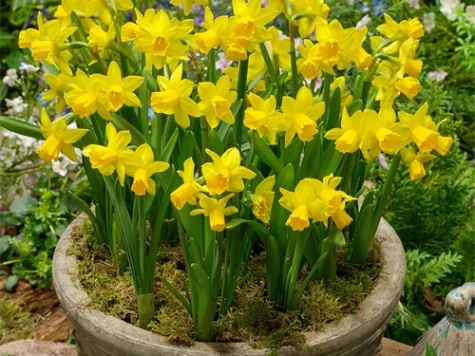Narcissus 'Tete a Tete' bulb P 12/14 - imagine 1