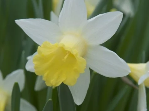 Narcissus 'Topolino' bulb P 9/10 - imagine 1