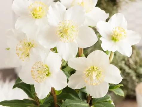 Helleborus niger 'Advent Star' C2/P17 - imagine 1