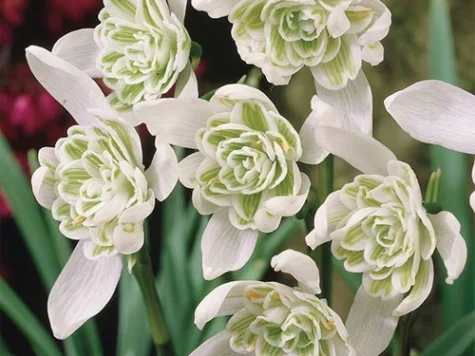 Galanthus 'Flore Pleno' bulb P 5+ - imagine 1
