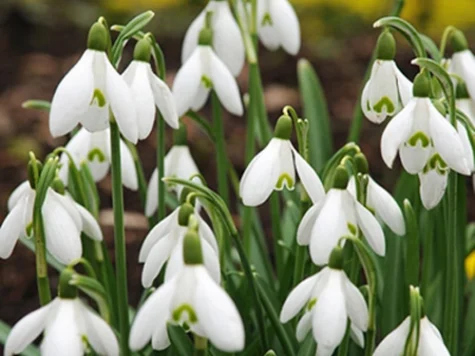 Galanthus elwesii bulb P 6/7 - imagine 1