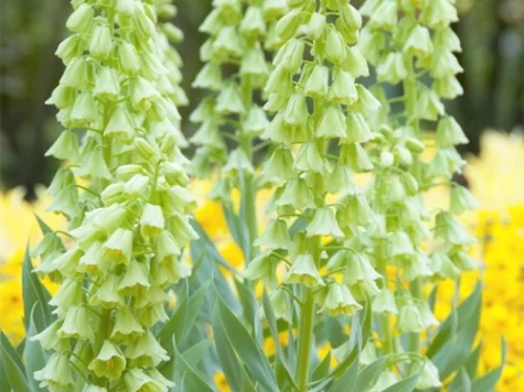 Fritillaria persica 'Ivory Bells' P20+ - imagine 1
