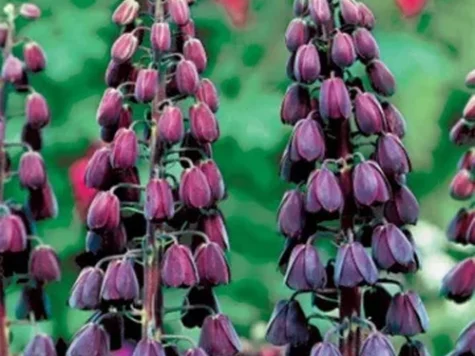 Fritillaria persica P20/24 - imagine 1