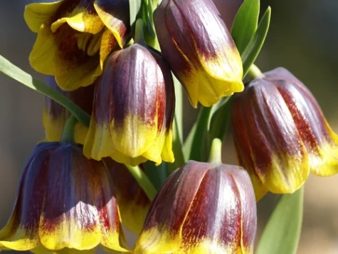 Fritillaria michailovskyi bulb P 5+ - imagine 1