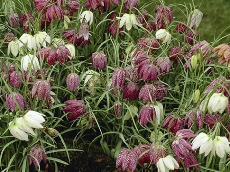 Fritillaria meleagris Mix bulb P 6/7 - imagine 1