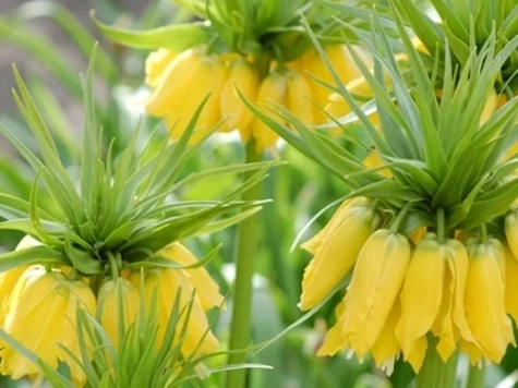Fritillaria imper. 'Maxima Lutea' P 24+ - imagine 1
