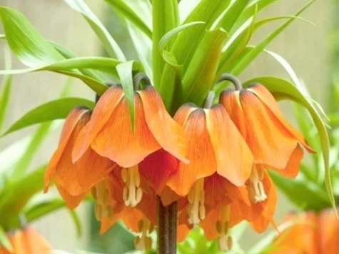 Fritillaria imper. 'Aurora' P 24 + - imagine 1