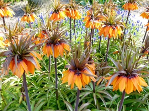 Fritillaria imp. 'Sunset' P20/24 - imagine 1
