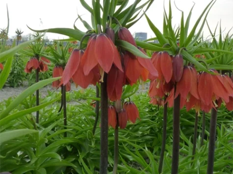 Fritillaria imp. 'Red Beauty' P 20+ - imagine 1