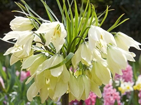 Fritillaria 'Green Eyes' P20/24 - imagine 1