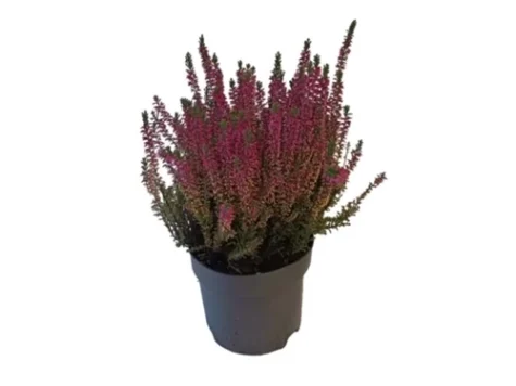 Calluna in ghiveci P 33 - imagine 1