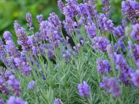 Lavandula int. Phenomenal CTL 3.5 25/+ CM - imagine 1