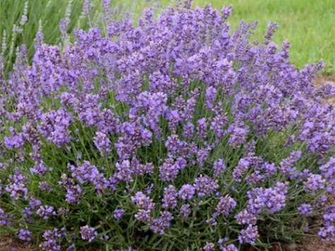 Lavandula ang. Essence Purple CTL 3.5 20 CM - imagine 1