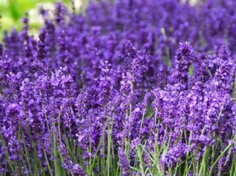 Lavandula ang. Hidcote CTL 3.5 20 CM - imagine 1