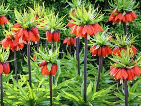 Laleaua Imparatului Fritillaria imperialis Rubra CTL 10 - imagine 1