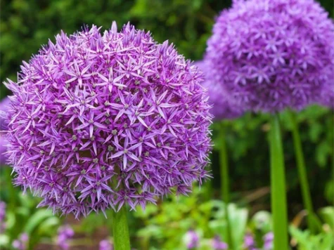 Ceapa decorativa Allium Excelency CTL 10 - imagine 1