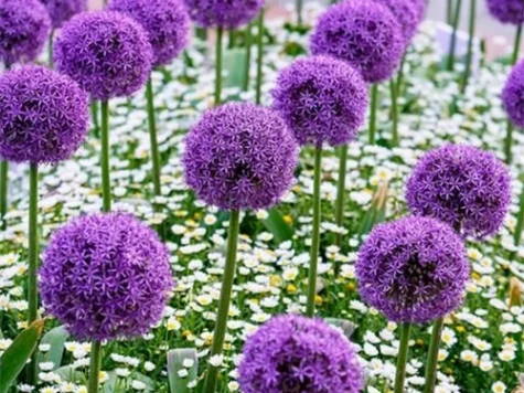 Ceapa decorativa Allium White Giant CTL 10 - imagine 1