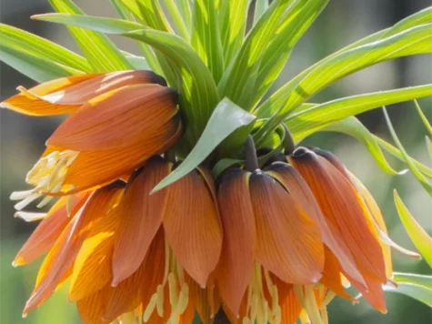 Laleaua Imparatului Fritillaria imp. 'Sunset' CTL 5 - imagine 1