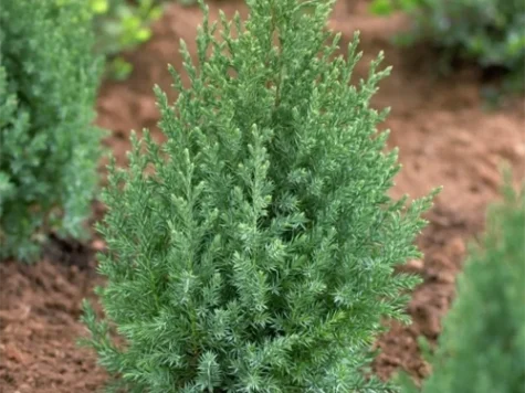 Arbore Juniperus Chinensis Stricta P17 30-40 cm - imagine 1