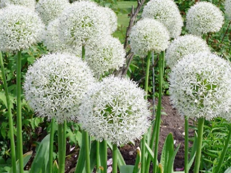 Ceapă decorativă Allium Mont Blanc CTL10 - imagine 1