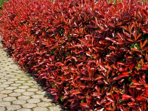 Photinia. C.Rouge STEM C9 - imagine 1