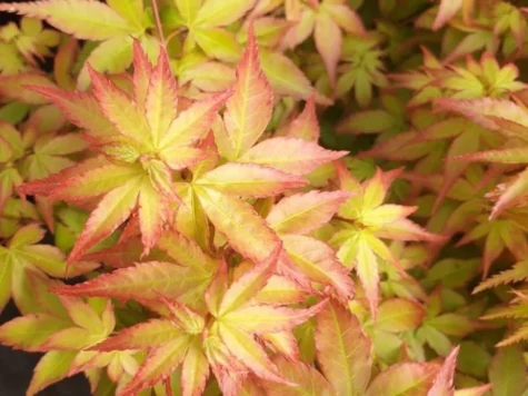 Artar Japonez Acer Palm Little Princess 35-50cm P 19 - imagine 1