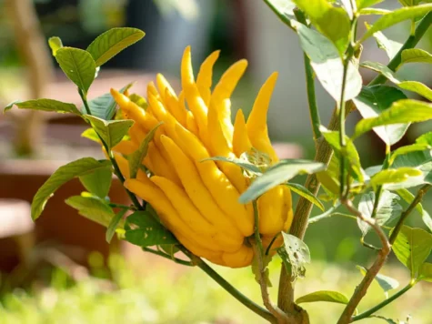 Citrus medica 'Hand of Buddha' 70 CM STEM C7,5/P26 - imagine 1